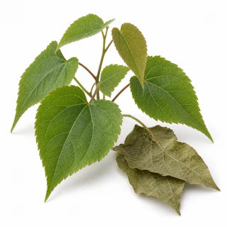 Epimedium